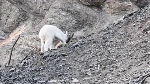 Mountain Goat Stock Footage 151115964