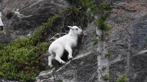 Mountain Goat Stock Footage 151115976
