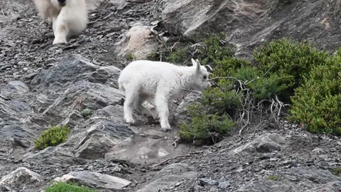 Mountain Goat Stock Footage 151115978