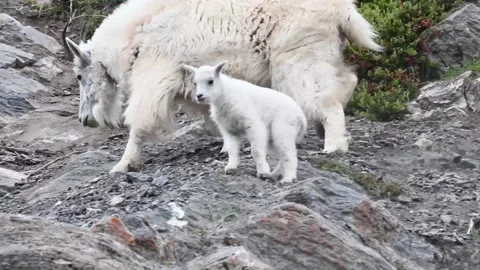 Mountain Goat Stock Footage 151115983