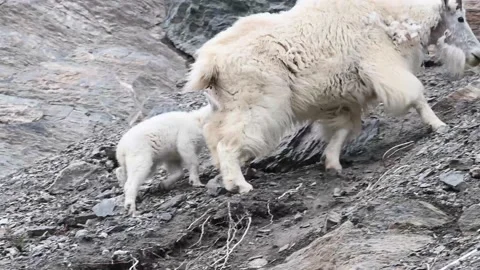 Mountain Goat Stock Footage 151116000