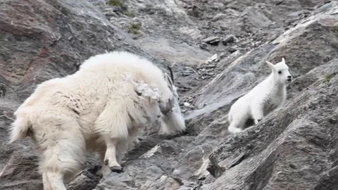 Mountain Goat Vídeo Stock 151116007