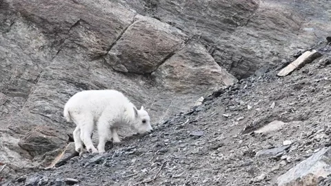 Mountain Goat Video stock 151116021