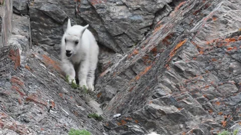 Mountain Goat Stock Footage 151116035