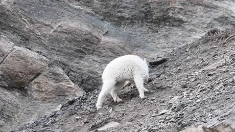 Mountain Goat Stock Footage 151116036