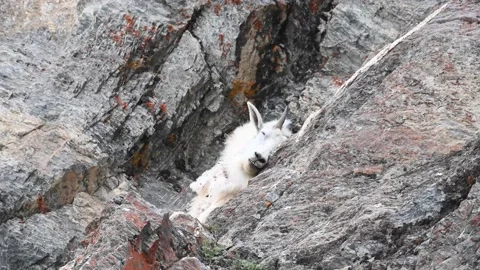 Mountain Goat Stock Footage 151116117