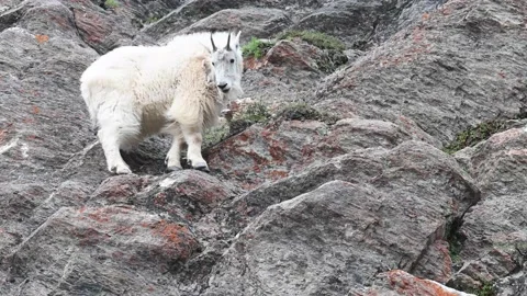 Mountain Goat Stockbeeldmateriaal 151116144