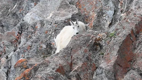 Mountain Goat Stock Footage 151116173