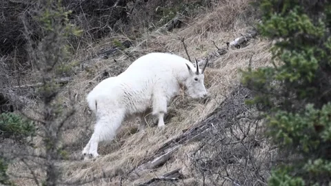 Mountain Goat Stock Footage 151116209