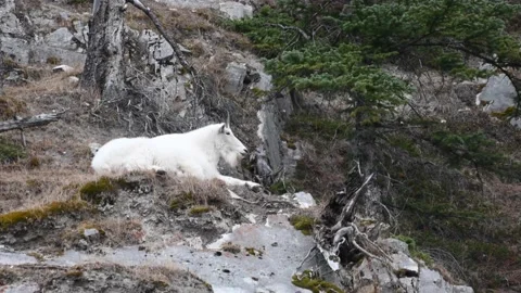 Mountain Goat Stock Footage 151116227