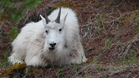 Mountain Goat Stock Footage 151116250