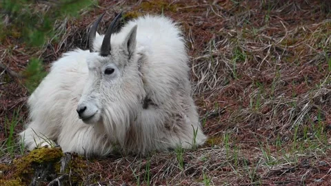 Mountain Goat Stock Footage 151116270