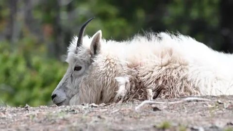 Mountain Goat Stock Footage 151116287