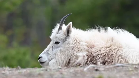 Mountain Goat Stock Footage 151116290