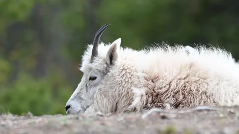Mountain Goat Stock Footage 151116294