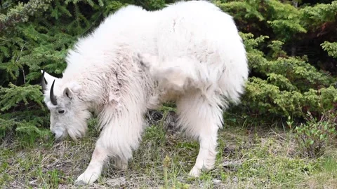 Mountain Goat Stock Footage 151116303