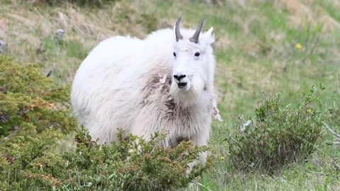 Mountain Goat Stock Footage 151116311