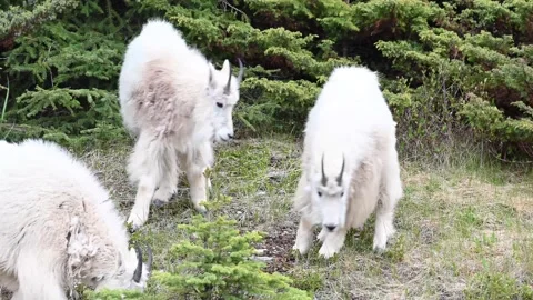 Mountain Goat Stock Footage 151116320