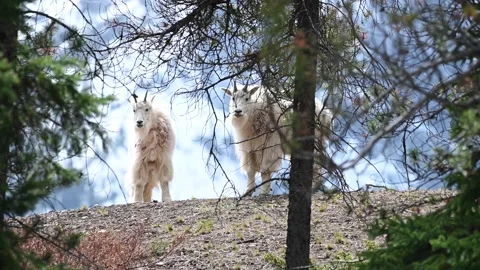 Mountain Goat Stock Footage 151116331