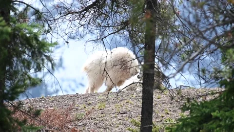 Mountain Goat Stock Footage 151116359