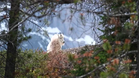 Mountain Goat Stock Footage 151116387