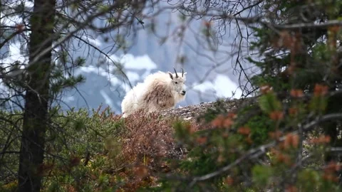 Mountain Goat Stock Footage 151116396