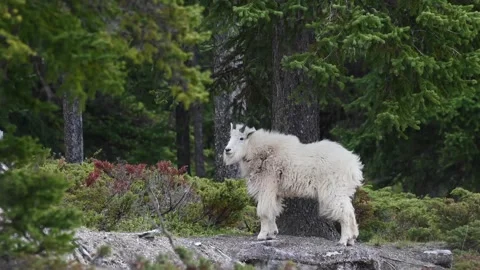 Mountain Goat Stock Footage 151116444