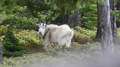 Mountain Goat Stock Footage 151116468