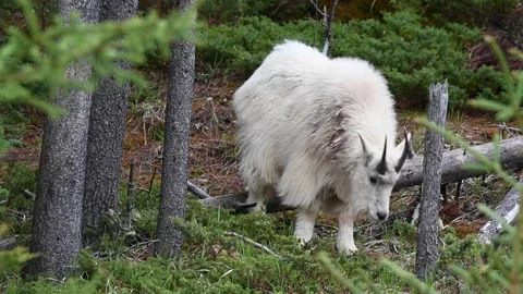 Mountain Goat Vídeo Stock 151116501