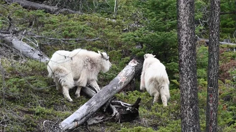 Mountain Goat Stock Footage 151116515