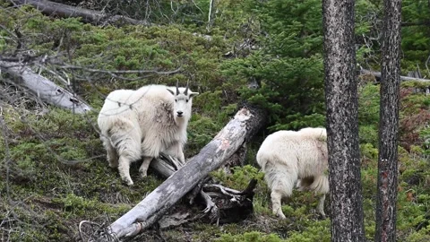 Mountain Goat 動画素材 151116532