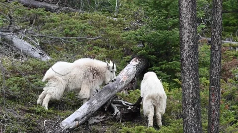 Mountain Goat Stock Footage 151116541