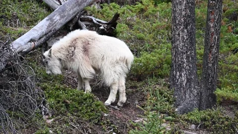 Mountain Goat Stock Footage 151116554