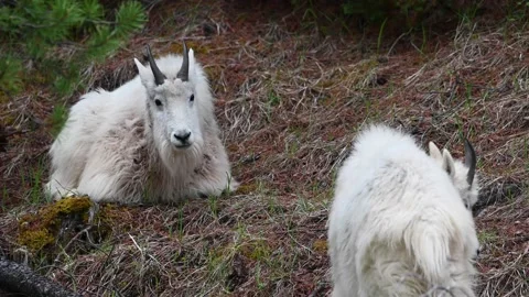 Mountain Goat Stock Footage 151116555