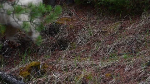 Mountain Goat Stock Footage 151116596