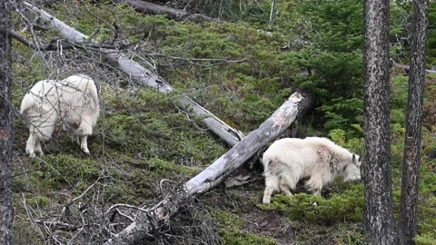 Mountain Goat Stock Footage 151116603