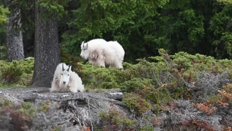 Mountain Goat Stock Footage 151116655