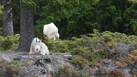 Mountain Goat Stock Footage 151116702