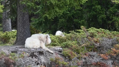 Mountain Goat Stock Footage 151116770
