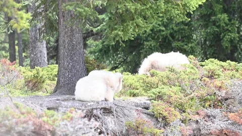 Mountain Goat Видео 151116823