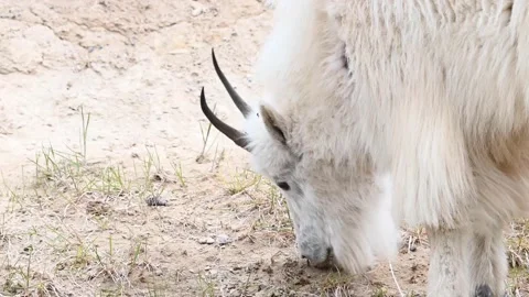 Mountain Goat Stock Footage 151116868