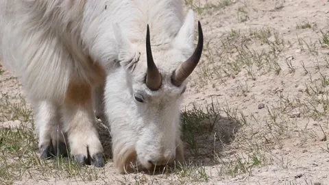 Mountain Goat Stock Footage 151116869