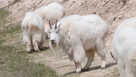Mountain Goat 動画素材 151116896