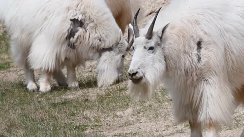 Mountain Goat Видео 151116898