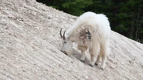 Mountain Goat Stock Footage 151116920