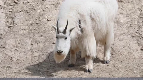 Mountain Goat Stock Footage 151116925
