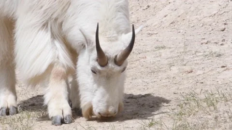 Mountain Goat Stock Footage 151116936