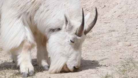 Mountain Goat Stock Footage 151116956