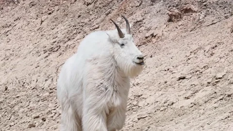 Mountain Goat Stock Footage 151116970