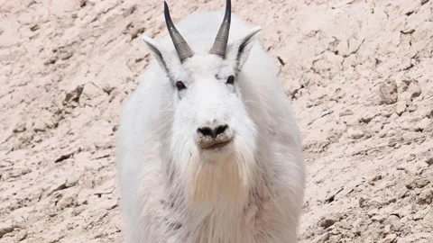 Mountain Goat Stock Footage 151116992